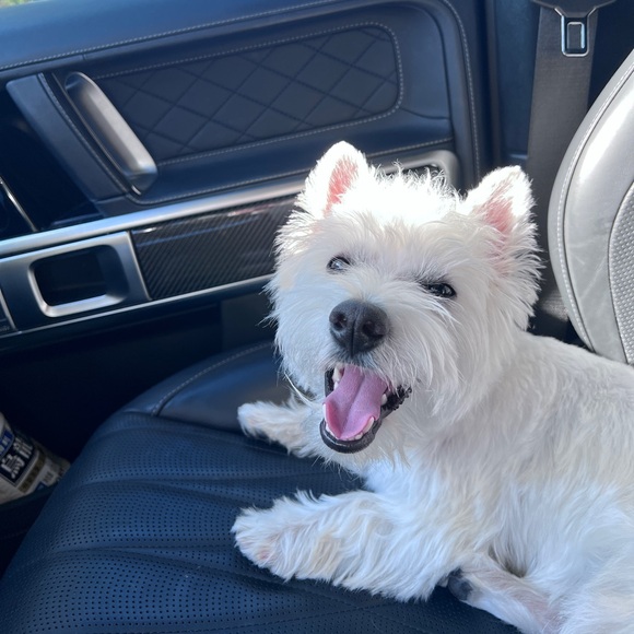 Meet your Posher, Helen - Picture 1 of 1